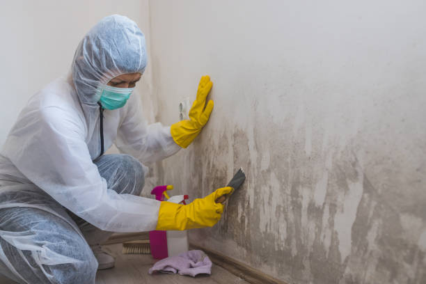 Best Home Mold Removal  in Burbank, WA