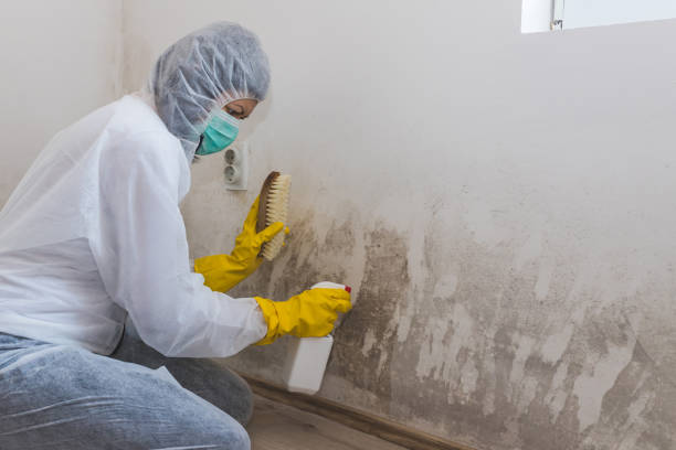 Professional Mold Removal in Burbank, WA