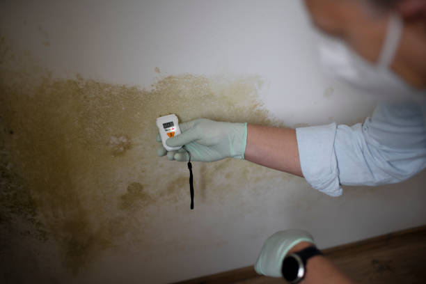 Best Toxic Mold Removal  in Burbank, WA