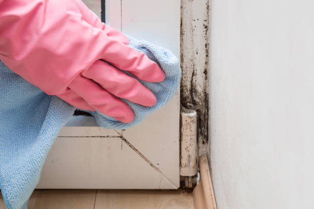 Best Certified Mold Removal  in Burbank, WA